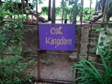 Attention cat lovers--there is a whole section of the park devoted to cats. Welcome to Cat Kingdom